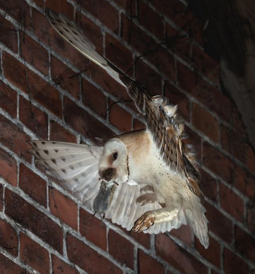 Eulen brauchen ausreichend Nahrung, um sich zu vermehren. Ohne Futter flacht die Brutstimmung ab.  Foto: eb