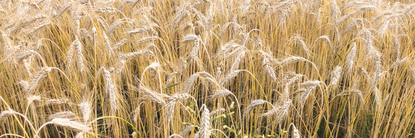 Die Veranstalter*innen nutzen das Erntefest freie Jahr, um „Danke“ zu sagen. Danke, an die Gäste, die Sponsoren, die Schausteller*innen, dem Festwirt, der Polizei und der Feuerwehr für die Unterstützung in den vergangenen Jahren. Foto: pvio