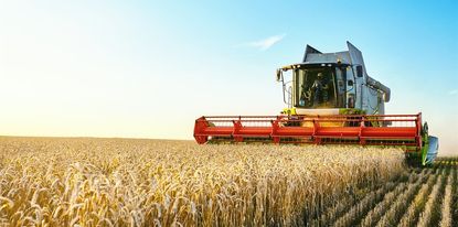 Schönes Bild, aber die anhaltende Sonne tut der Ernte nicht gut. Foto: Aleksandr Rybalko