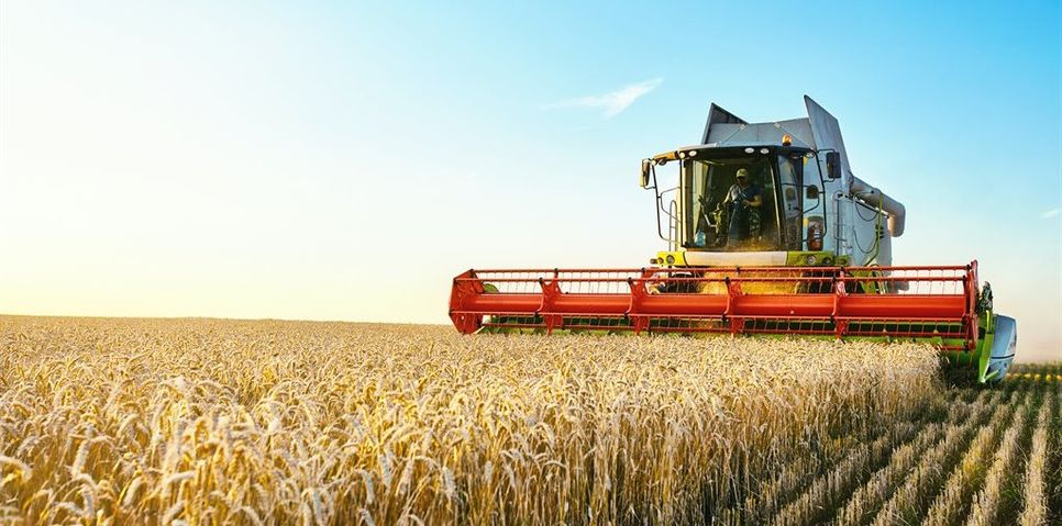 Schönes Bild, aber die anhaltende Sonne tut der Ernte nicht gut. Foto: Aleksandr Rybalko