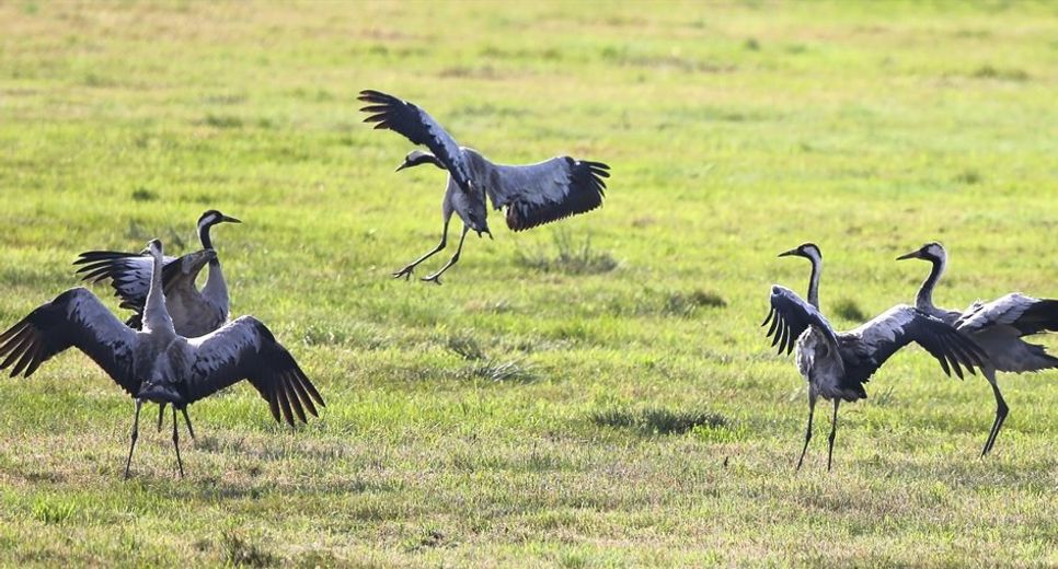 Auch Kraniche haben Abstandsregeln. Foto: NABU/D. Bellmer