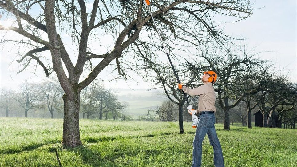 Viel hilft viel: Ein kräftiger Rückschnitt der Obstbäume schafft die Voraussetzung für frisches Wachstum und gute Ernte in der neuen Saison. Foto: djd/STIHL