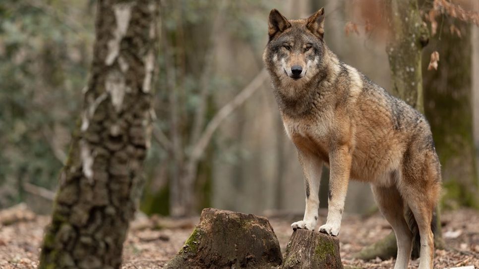 In Niedersachsen gibt es derzeit etwa 300 bis 350 Wölfe.  Foto: Adobe Stock /AB Photography