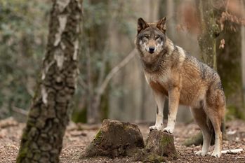 In Niedersachsen gibt es derzeit etwa 300 bis 350 Wölfe.  Foto: Adobe Stock /AB Photography