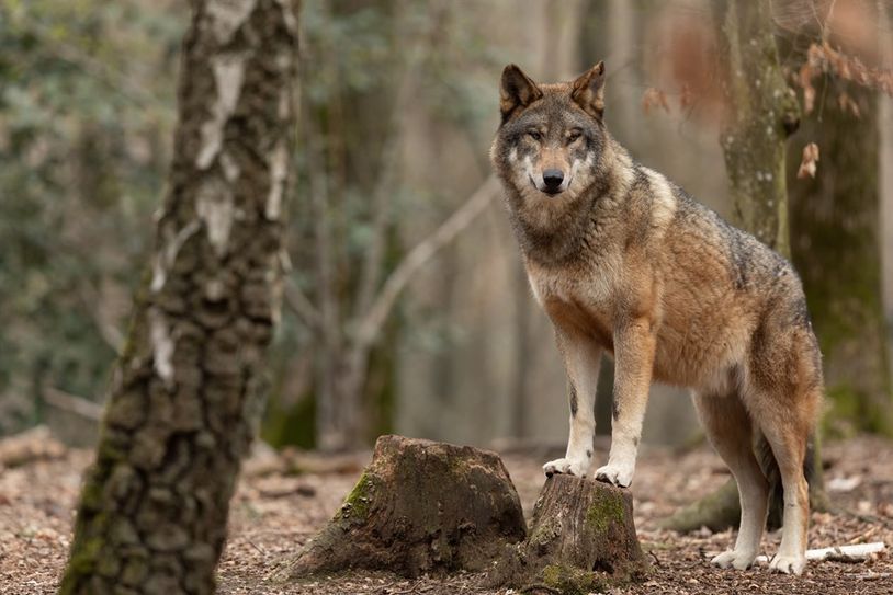 In Niedersachsen gibt es derzeit etwa 300 bis 350 Wölfe.  Foto: Adobe Stock /AB Photography