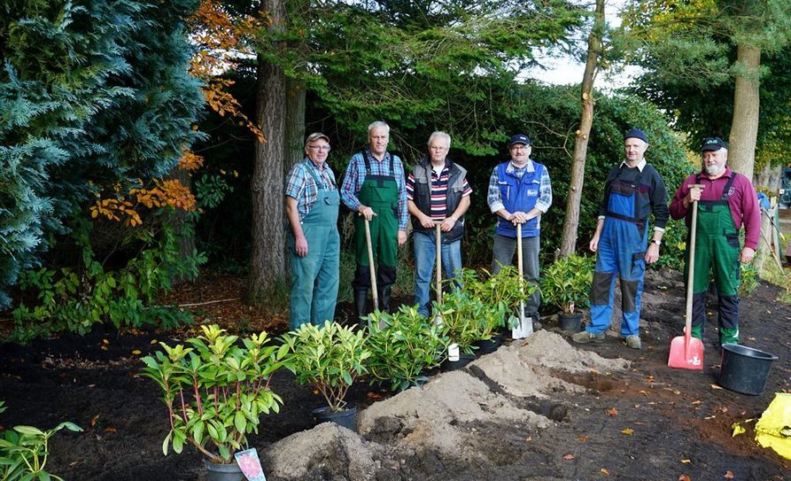 Neue Rhododendronhecke wird zum Blickfang dank der fleißigen Helfer (v.l.n.r.) Dieter Brinkmann, Klaus-Dieter Hildebrandt, Ortsvorsteher Wilfried Windhorst, Jakob Diring, Kurt Götjen und Hans-Artur Pott.  Foto: khe