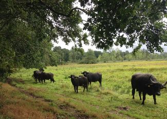 Wasserbüffel-Landschaftspfleger im Einsatz.
Foto: Hannah Koch, ÖNSOR