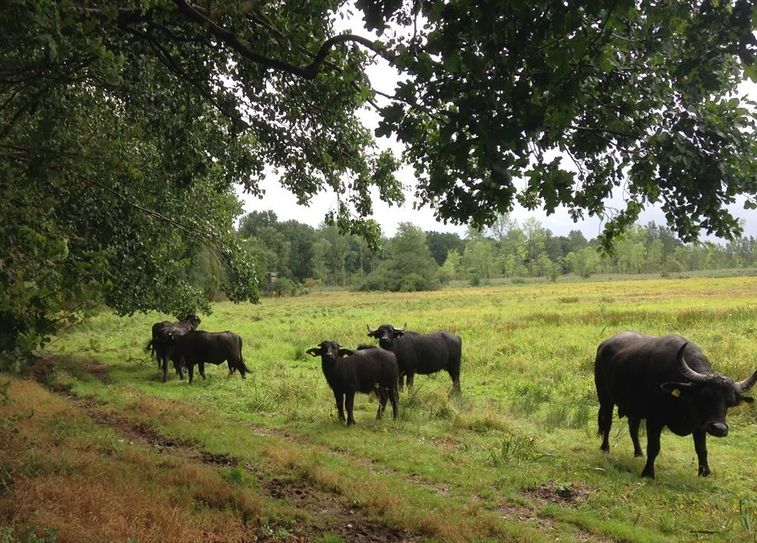 Wasserbüffel-Landschaftspfleger im Einsatz. 
 Foto: Hannah Koch, ÖNSOR