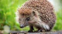Die Menschen in der Region haben den Igel offenbar ins Herz geschlossen: Über 100 Hilfsangebote erreichten das Netzwerk Igelfreunde nach einem Aufruf. Foto: eb