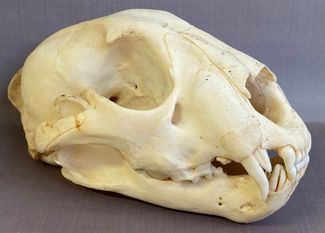 Der Zahnwechsel ist bei dem Schädel des sieben bis acht Monate alten Leopardenjunges gut zu erkennen: Man sieht den Eckzahn als Milchzahn und den nachwachsenden Zahn.
Foto: Linus Henkel, NLWKN