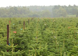 Moderne Plantage mit Beregnungsanlage: Auch beim Betreten von Weihnachtsbaumplantagen sind einige Regeln zu beachten, um sich und andere vor einer Infektion durch das Coronavirus zu schützen. Foto: Angela Oelkers
