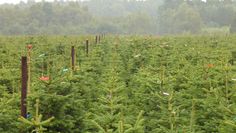 Moderne Plantage mit Beregnungsanlage: Auch beim Betreten von Weihnachtsbaumplantagen sind einige Regeln zu beachten, um sich und andere vor einer Infektion durch das Coronavirus zu schützen. Foto: Angela Oelkers