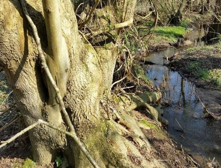 Der Planungsraum ist weitgehend identisch mit dem Naturschutzgebiet (NSG) „Quelltäler der Wienbeck“.  Foto: eb