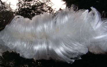 Die Entstehung des Haar-Eises ist bislang immer noch nicht ganz geklärt. Foto: Andres