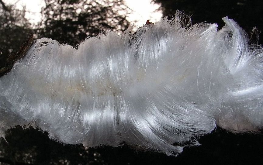 Die Entstehung des Haar-Eises ist bislang immer noch nicht ganz geklärt. Foto: Andres