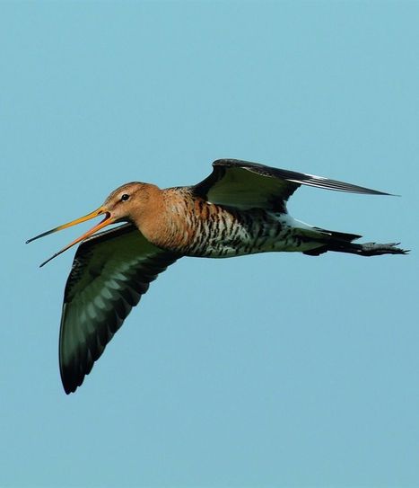 Die Uferschnepfe gehört zu den Vogelarten, die mit dem neuen Projekt „LIFE GrassBirdHabitats“ geschützt werden sollen. Foto: Gundolf Reichert