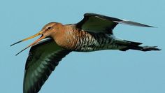 Die Uferschnepfe gehört zu den Vogelarten, die mit dem neuen Projekt „LIFE GrassBirdHabitats“ geschützt werden sollen.   Foto: Gundolf Reichert