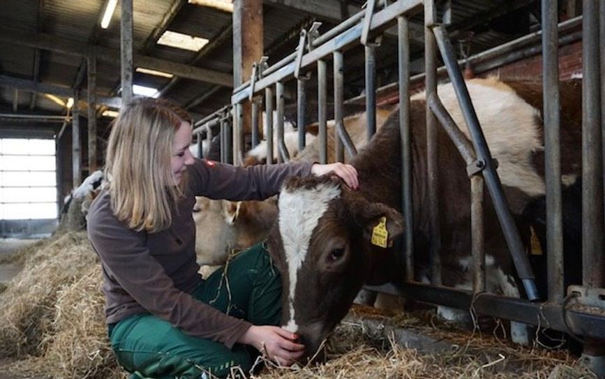 Auf dem Wulfsburger Hof haben die Rinder ein gutes Leben: Marleen Finken kümmert sich persönlich um ihre Tiere. Foto:eb