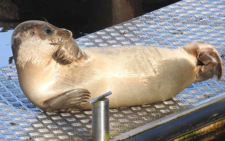 Der putzige Seehund sonnt sich im Bremervörder Hafenbecken.
Foto: Jürgen Burfeind