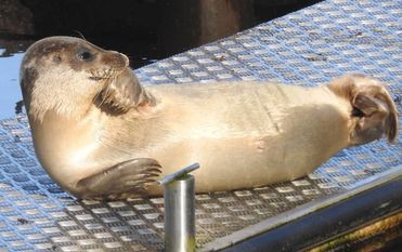 Der putzige Seehund sonnt sich im Bremervörder Hafenbecken.  
 Foto: Jürgen Burfeind