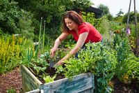 Gärtnern in bequemer Arbeitshöhe: Hochbeete versprechen eine köstliche Ernte.
 Foto: djd/Floragard Vertriebs-GmbH
