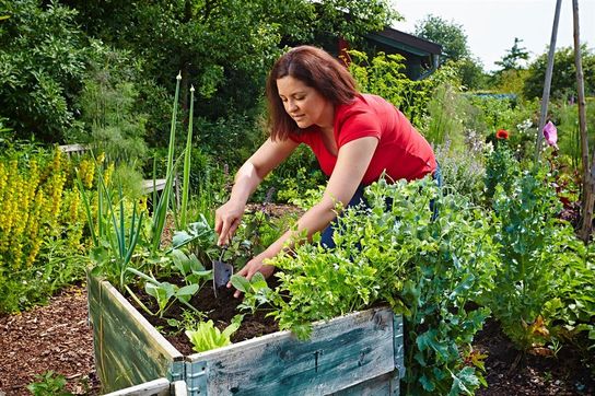 Gärtnern in bequemer Arbeitshöhe: Hochbeete versprechen eine köstliche Ernte.
 Foto: djd/Floragard Vertriebs-GmbH