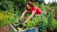 Gärtnern in bequemer Arbeitshöhe: Hochbeete versprechen eine köstliche Ernte.
 Foto: djd/Floragard Vertriebs-GmbH