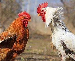 Der Hahnenkampf zwischen Armin Laschet und Markus Söder ist zu Ende. Blessuren hat dabei auch die Union abbekommen.