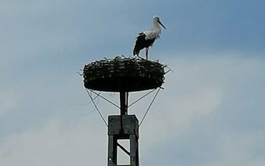 Das Storchennest auf dem ausgemusterten Strommast ist jetzt bewohnt.
