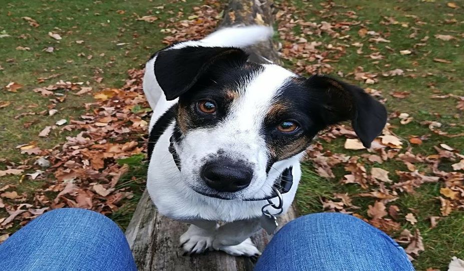 Hunde brauchen Kontinuität, Sicherheit und klare Regeln und sollten nicht länger als sechs Stunden alleine bleiben.