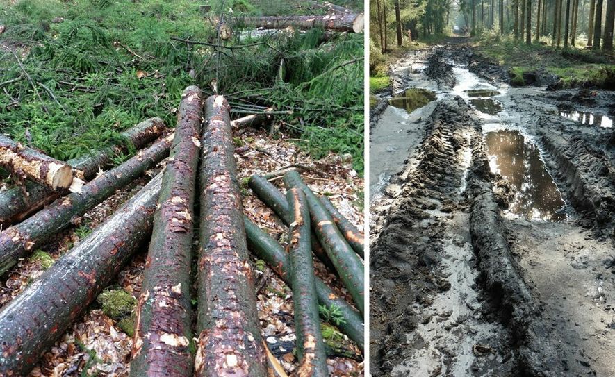 Holzeinschlag während der Brut- und Setzzeit im Kuhstedter Wald.