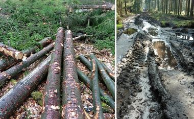 Holzeinschlag während der Brut- und Setzzeit im Kuhstedter Wald.