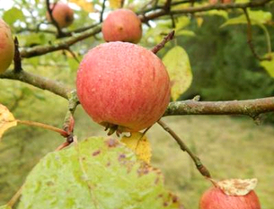 Eine Patenschaft z. B. für einen Apfelbaum dauert 10 Jahre.