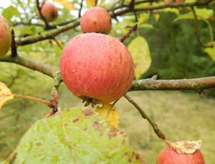 Eine Patenschaft z. B. für einen Apfelbaum dauert 10 Jahre.