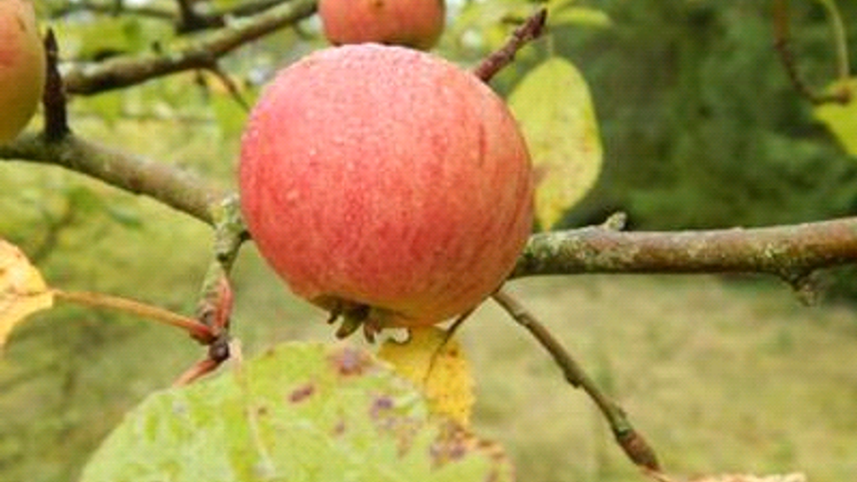 Eine Patenschaft z. B. für einen Apfelbaum dauert 10 Jahre.