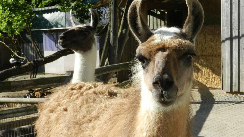 Warten schon auf die Besucher:innen: Die Lamas im Tierpark.