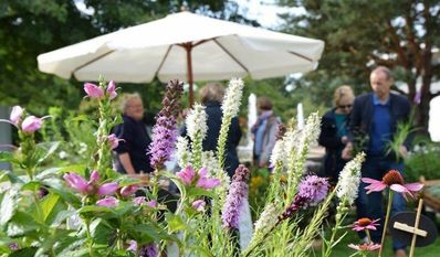 Stauden machen den Garten dynamischer und lebendiger, doch eine Entscheidung für das richtige Zusammenspiel ist nicht immer leicht.