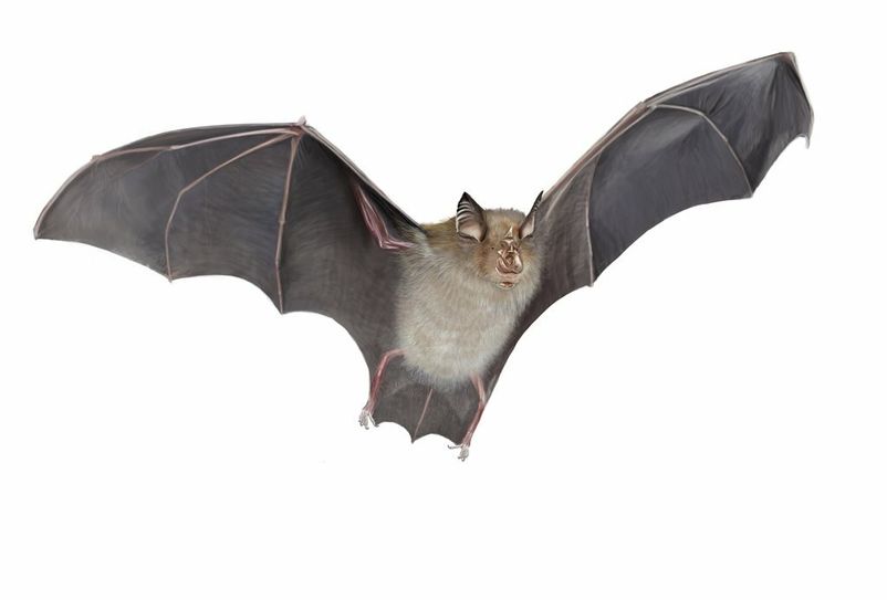 Überhaupt nicht gruselig: Die Fledermaus ist ein faszinierendes Tier.Foto: nicolasprimola adobestock