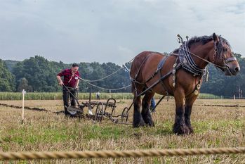 Viel Geschick und Können sind von Pferd und Mensch beim Leistungspflügen gefragt. Foto: eb