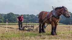 Viel Geschick und Können sind von Pferd und Mensch beim Leistungspflügen gefragt. Foto: eb