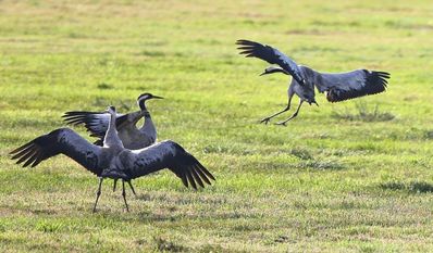 Auch Kraniche haben Abstandsregeln.
