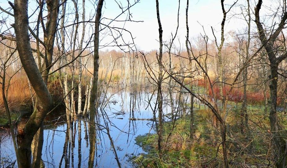 Fünf Prozent der Landesfläche in Deutschland bestehen aus Moorböden, das sind etwa 18.000 Quadratkilometer.