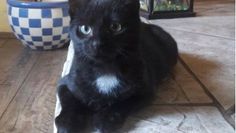 Foto: Tiere in Not e.V.