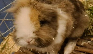 Foto: Tiere in Not e.V.