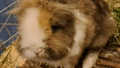 Foto: Tiere in Not e.V.