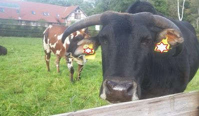 Wer mit dem Ochsen kuscheln oder auf Ponys reiten möchte, sollte schnell eine Mail schicken.