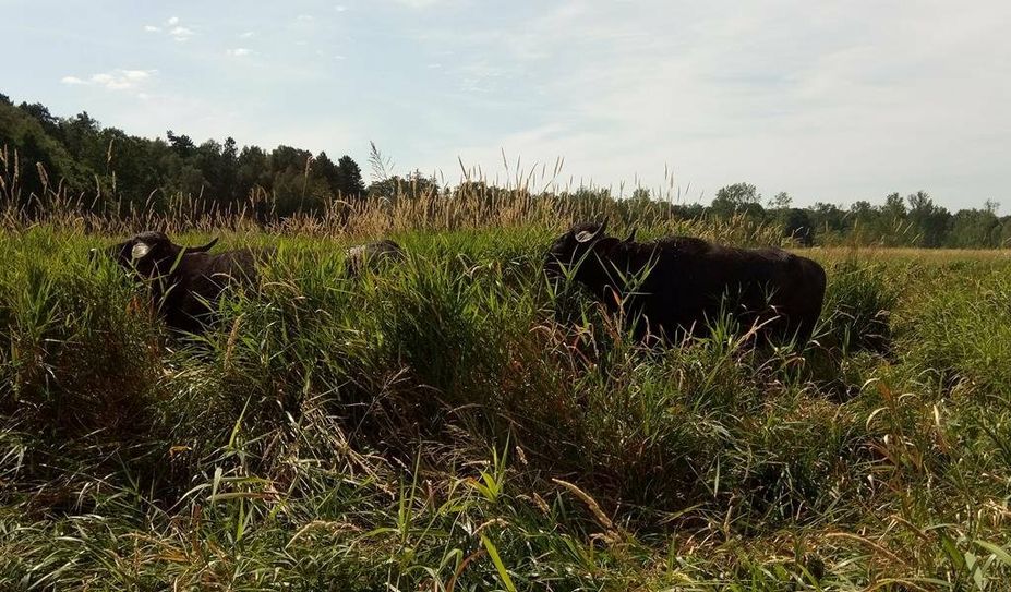 Wasserbüffel fressen für den Wiesenvogelschutz.