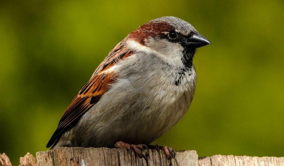 Haussperling, der meist gesichtete Vogel bei der Stunde der Wintervögel.