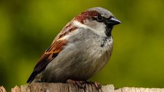 Haussperling, der meist gesichtete Vogel bei der Stunde der Wintervögel.