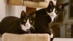 Foto: Tiere in Not e.V.